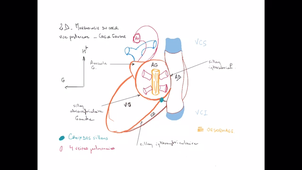 Anatomie - Le coeur et la circulation - P8
