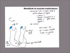 UE 24 - EC1  Mandibule et muscles masticateurs - P1