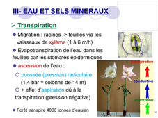 Cours 3 - Evolution du monde Végétal - partie 3 - L. Nazabadioko