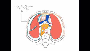 anatomie-poumon-ped-pulm - P6