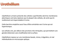 MED0605 - Histologie voies urinaires - vv