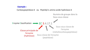 PASS / L.AS - Semestre 1 - UE 12 - Biochimie générale - Enzymes - Propriétés et nomenclature