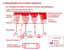L.AS 1 - UE 24 - EC5 - Composition de la matrice organique de la dentine / Maturation et minéralisation