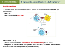 Cellule présentatrice antigène et activation LT FGSO2 Part 2