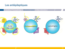 Thymorégulateurs