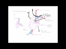 UE 24 - EC1  Carotide et Glandes - P6