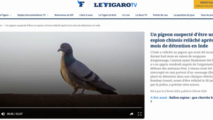Les pigeons sont des espions 1