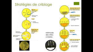 CM Streptomyces partie 9