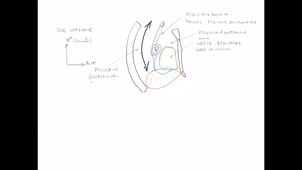 organisation générale du Thorax_P8