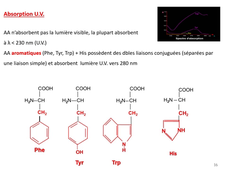 L.AS SpS - UE 14 - Biochimie - Protides - Acides aminés : structure et rôles biologiques