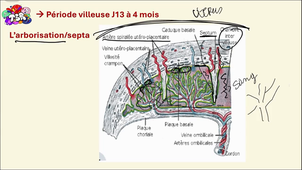 La placentation