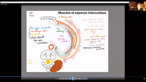 Paroi thoracique et diaphragme - P6