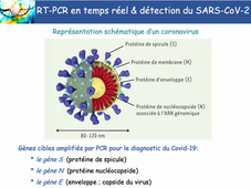 L.AS 2 - UE 44 - EC3 : Biotechnologies pharmaceutiques - Les méthodes d'amplification de la molécule d'ADN