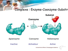 Enzymes