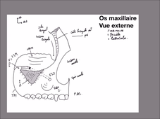 UE 24 - EC1 - Fosses Nasales - P4