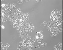 LAS - Module 9 - Cellules in vitro