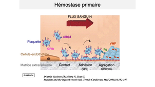 DFGSM2 / DFGSMa2 - MED0304 - Physiologie de l'hémostase - Hémostase primaire