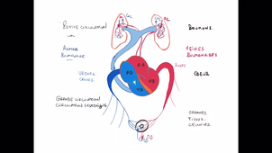 Anatomie - Le coeur et la circulation - P3