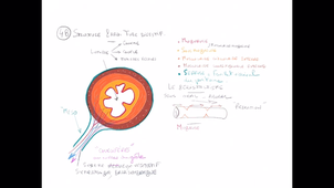 Organisation générale de l'abdomen - P10