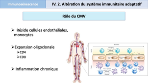 DFGSM3 - Semestre 1 - MEDLIB0505 - Immunosénescence : mécanismes physiopathologiques