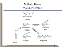 5-PK-métabolisme1