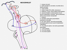 neuroanat-Cervelet-systematisation-labrousse-dfgsm3