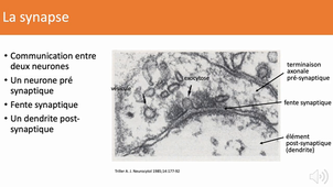 2.2 PHYSIOLOGIE SYSTEME NERVEUX - GLORON PARTIE3
