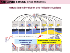 UE2-EC3 - Base Histo appareils génitaux - v Vuiblet