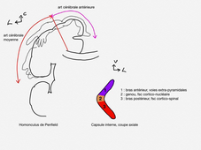 ANATOMIE-Voie-pyramidale-labrousse