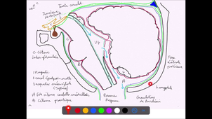 SNC-Tronc-cerebral-IFSI