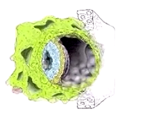 L.AS SpS - UE 24 - EC3 : Biologie de la reproduction et Embryologie - 2ème semaine : vidéo annexe n°2