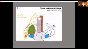 Paroi thoracique et diaphragme - P7