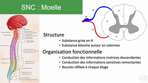 2.2 PHYSIOLOGIE SYSTEME NERVEUX - GLORON PARTIE2