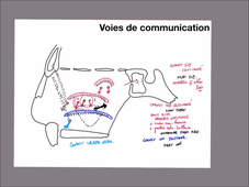 UE 24 - EC1 - Fosses Nasales - P17