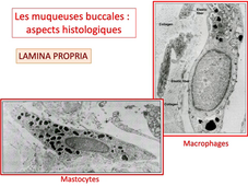 PASS / L.AS - UE 21 - EC 5 - Les muqueuses buccales : structure et ultrastructure histologiques des muqueuses buccales