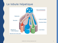 2.2 Anatomie de l'appareil digestif - partie 2