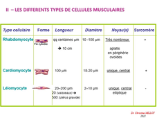 UE13 - Tissus musculaires 1/2