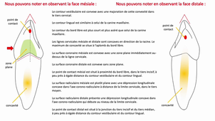 UE 24 - EC5 - Anatomie spécifique de la bouche 3