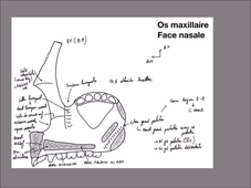 UE 24 - EC1 - Fosses Nasales - P6