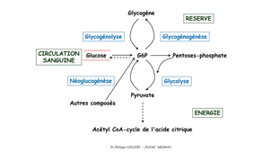 DFGSM2 - MED0402 - Métabolisme glucidique et régulation - Introduction