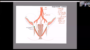 Anatomie-rectum