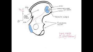 UE24 EC2_Os iliaque - Sacrum - Fémur - P6