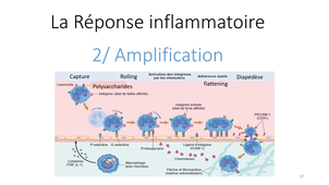 DFGSM2 - MED0306 - Réaction inflammatoire - Amplication (1/3)