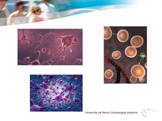 UE.2.1 - Biologie Fondamentale 3