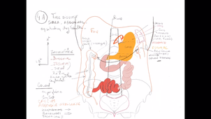 Organisation générale de l'abdomen - P9