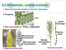 Cours 2 - Evolution et biodiversité végétale 1 - partie 2