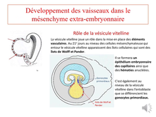 PASS / L.AS - UE 21 - EC 3 : Génétique et biologie de la reproduction - 4ème semaine de développement