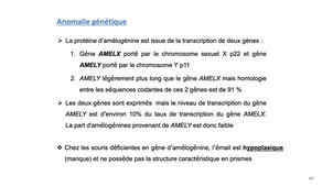 L.AS 1 - UE 24 - EC5 - L'amélogenèse (partie 2)