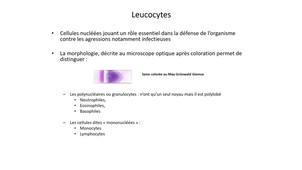 DFGSM2 - MED0304 - Leucocytes - Introduction
