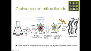 CM Streptomyces partie 5